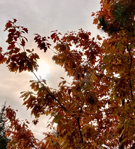 Le Soleil derrière un chêne Saint-Jean-de-Dieu, Québec, CA