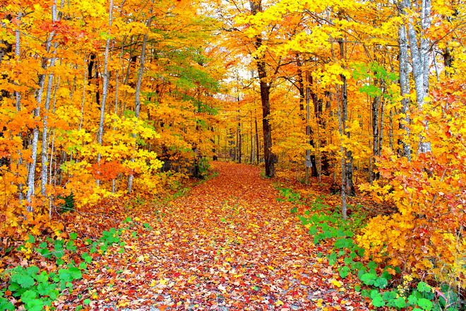 L'arbre est dans ses feuilles... le sentier aussi Québec, QC