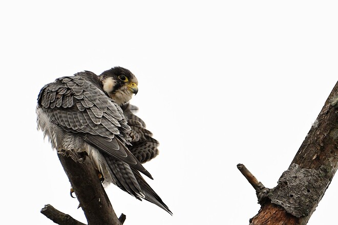 Peregrine Falcon Petawawa, ON