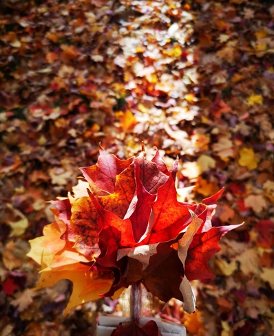 Bouquets de feuilles mortes. Drummondville, QC