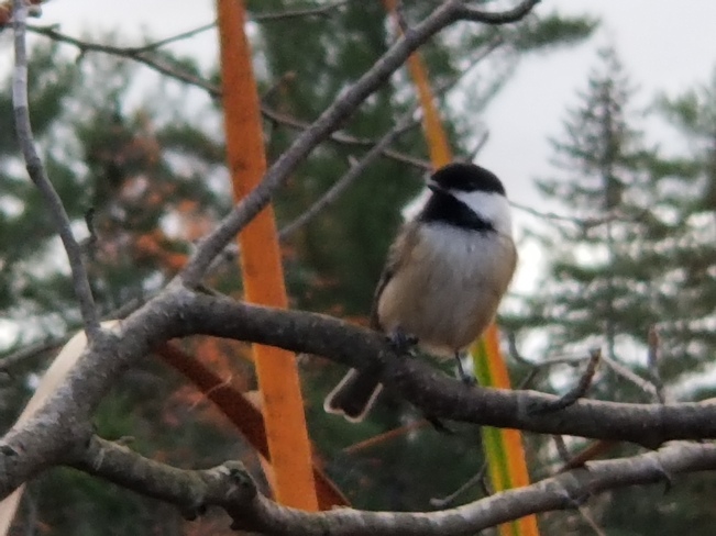 Chickadee on the Jack Pine Trail - so friendly! Ottawa, ON