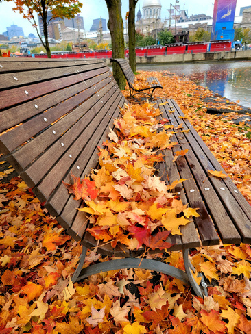 Colours of this Fall. Montréal, QC