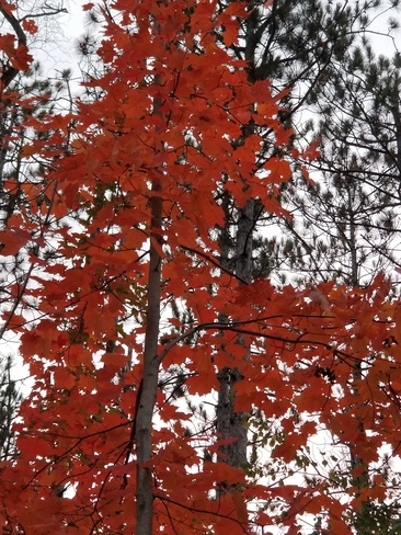 Fall, Jack Pine Trail Ottawa, ON