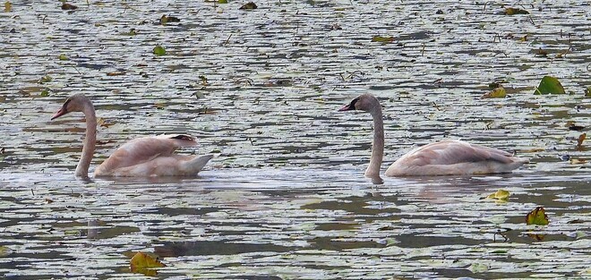 Trumpeter Swan cygnets South Stormont, ON