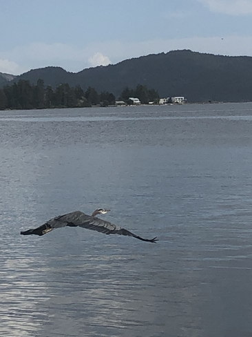 Heron taking off Sooke, British Columbia, CA
