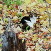 Un chat caché dans le bois.