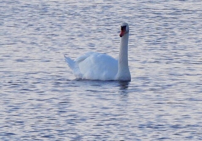 Ten Mute Swans viewed South Stormont, ON