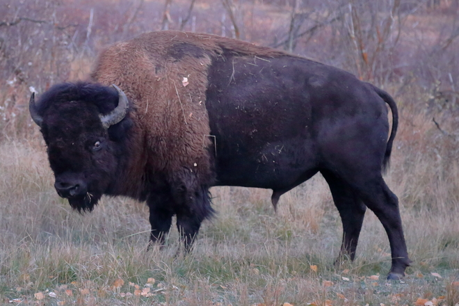 Plain bison Elk Island National Park, Range Rd 203, Fort Saskatchewan, AB