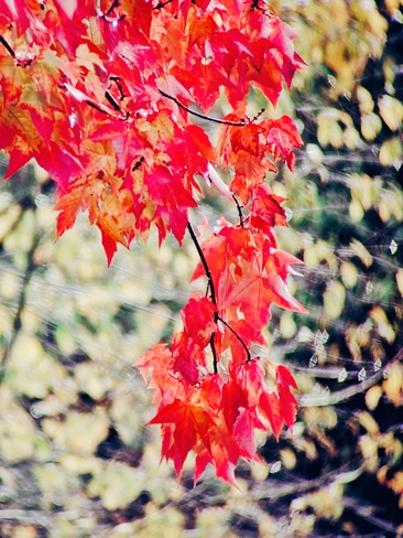 Fall Surrey, BC