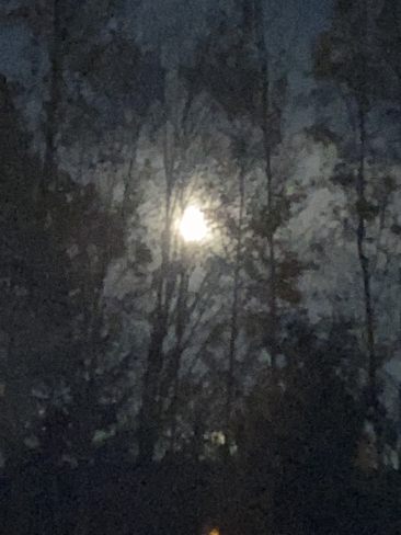 Beautiful Moon through the trees Quesnel, British Columbia, CA