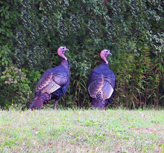 Wild Turkeys South Stormont, ON