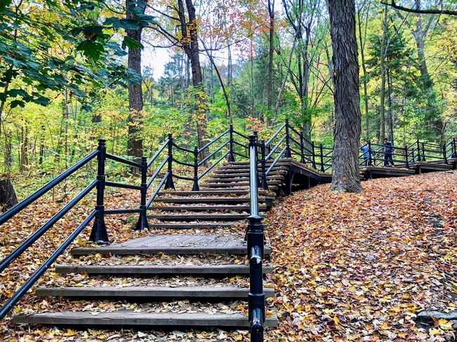 Stairs on Mount Royal in Autumn 🍂 Montréal, Quebec, CA