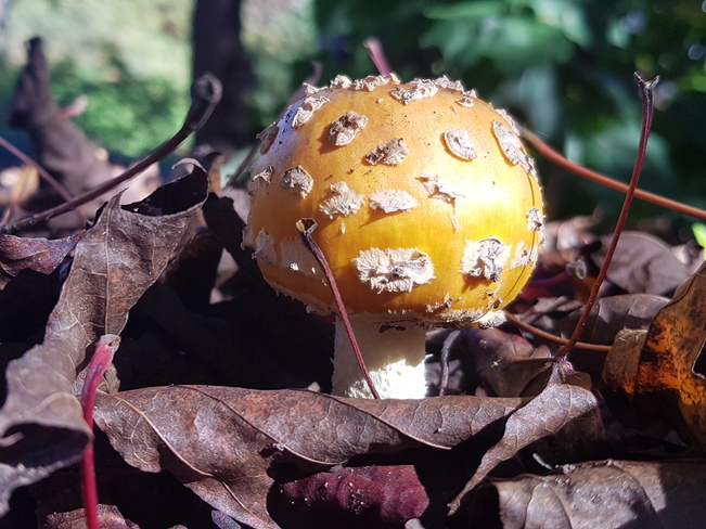 Golden Mushroom L'Île-Perrot, QC