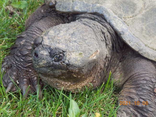 Snapping Turtle North Bay, Ontario