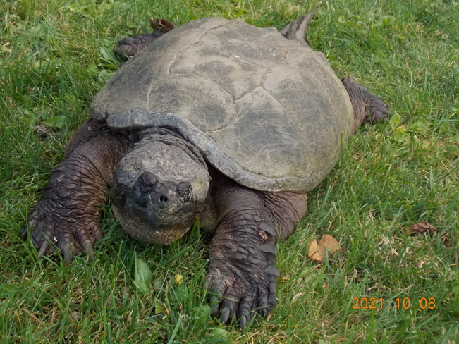 Snapping Turtle North Bay, Ontario