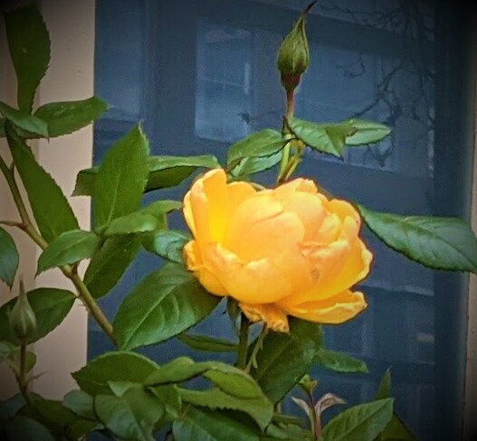 last beautiful rose Vancouver, BC