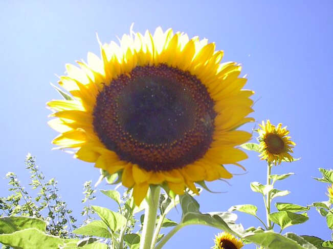 Dear Sunflowers: I love u too much! P.S...Post"Sunflower"Malone Toronto, ON