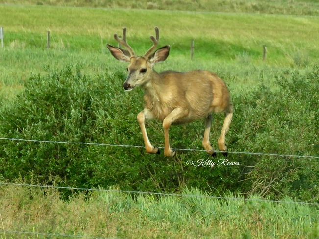 mule deer buck Strathmore, AB