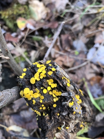 Mini champignons jaune! Maniwaki, Québec, CA