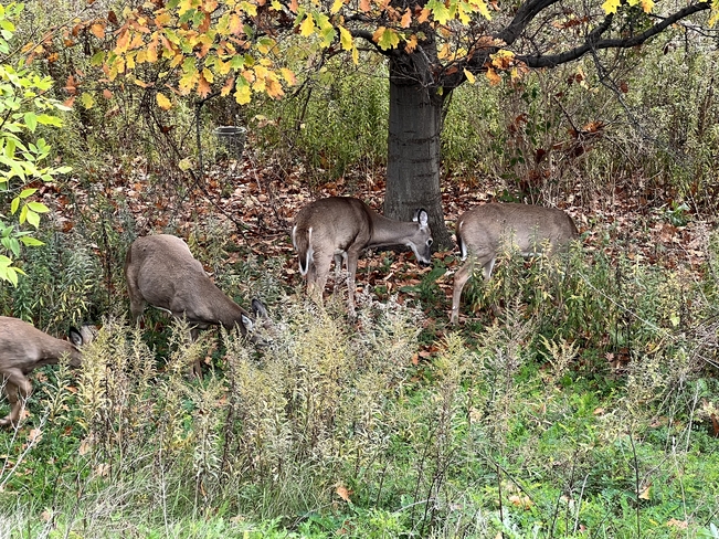 Deer in Neighbourhood Brampton, Ontario, CA
