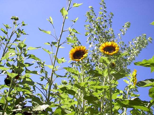 Sunflower Bliss Toronto, ON