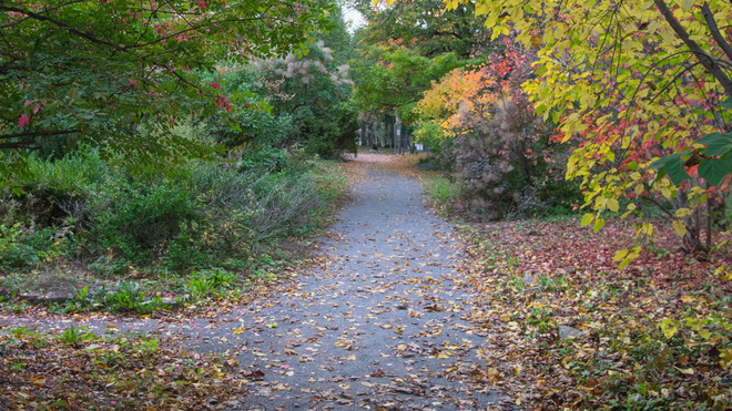 Sentier en automne Jardin universitaire Roger Van den Hende, Boulevard Hochelaga, Québec, QC