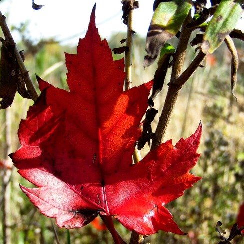 Stray maple leaf Woodstock, ON
