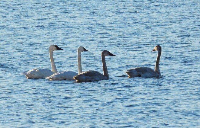 Trumpeter Swans in Ingleside Ontario South Stormont, ON
