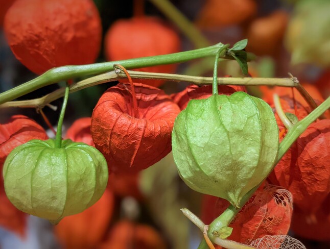 The changes of Chinese lantern flowers Vancouver, BC