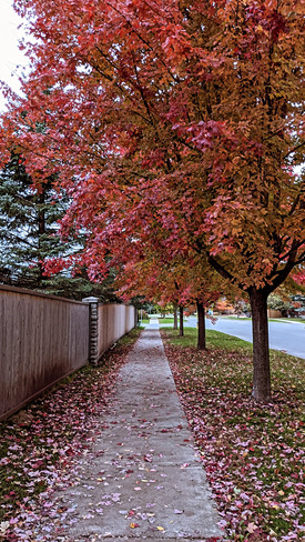 fall colors Gloucester Glen, ON