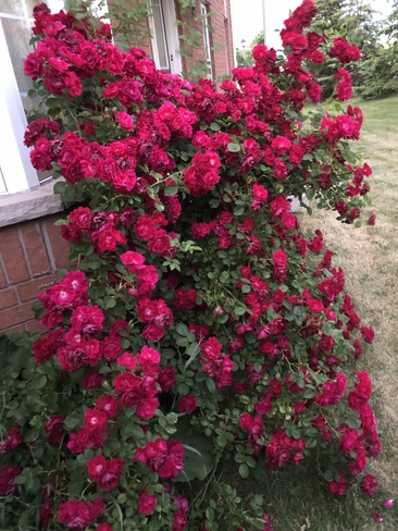 Roses Mississauga, Ontario, CA