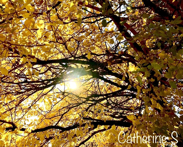 Sunlight Through Autumn Tree - Heart Stirring:) Toronto, Ontario, CA