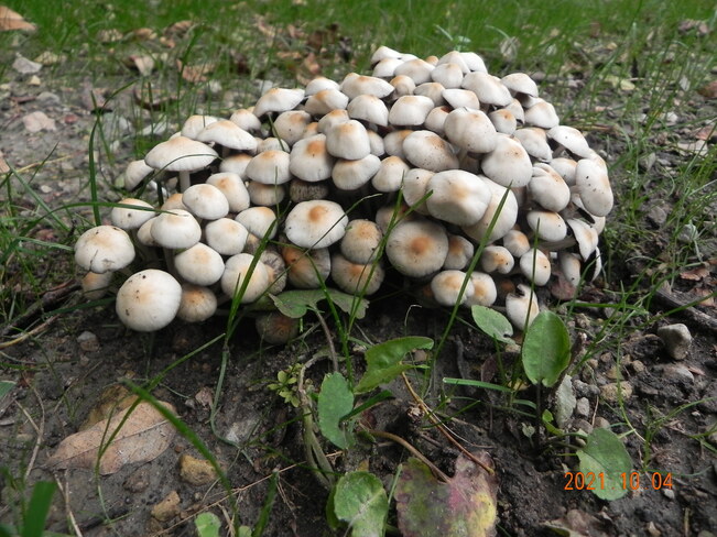 Mushrooms Kirkfield, ON