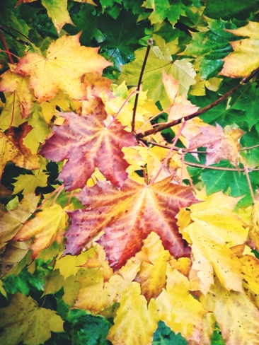 Autumn colors Surrey, BC