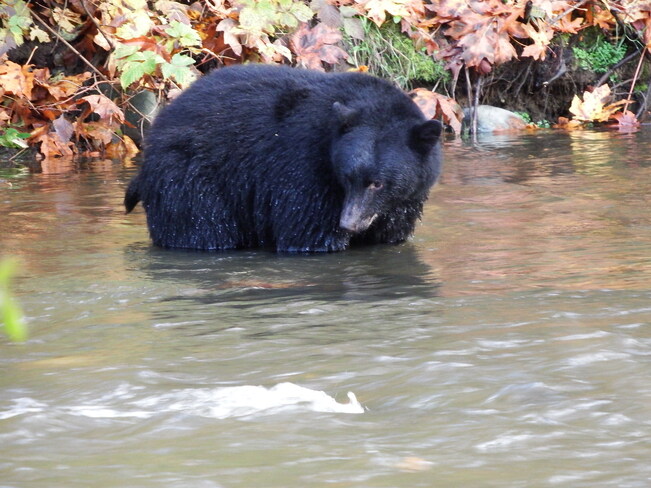 Black Bears on the Quinsam River Campbell River B.C.