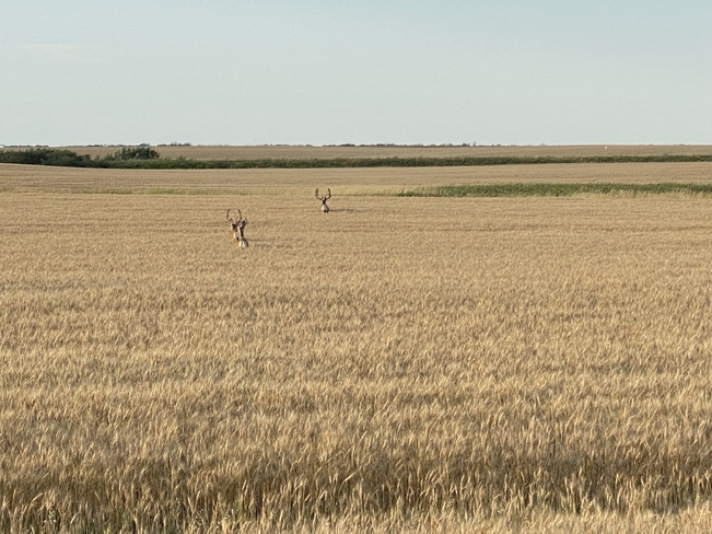 Two mule deer Lemberg, Saskatchewan, CA