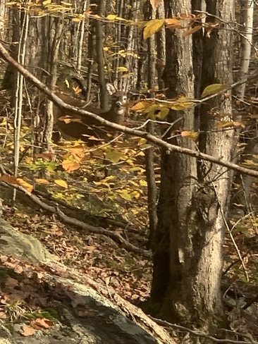 Can you find him? Parry Sound, Ontario, CA