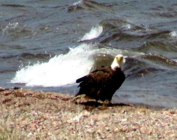 Eagle on the beach Cape Breton, NS