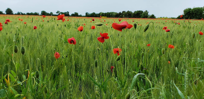 “In Flanders fields the poppy grows” Juno Beach, France