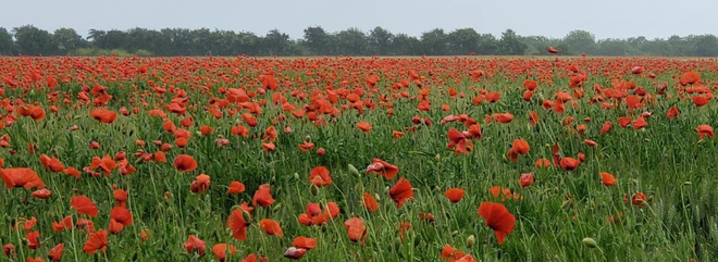“In Flanders fields the poppy grows” Juno Beach, France