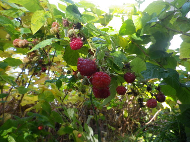 Raspberries in November Westbank, West Kelowna, B.C.