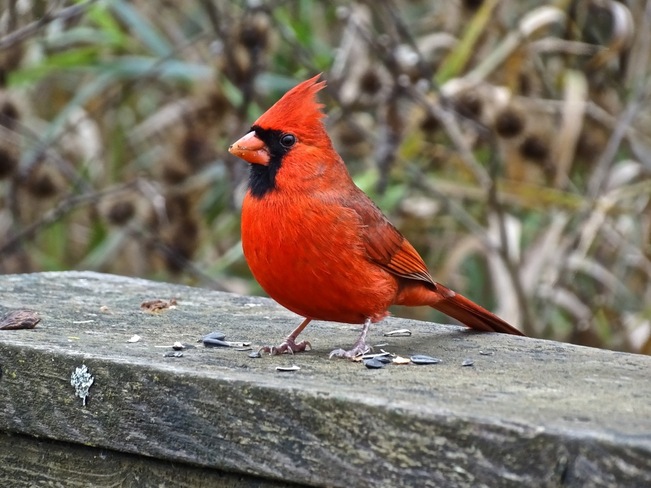 Cardinal mâle Boucherville, QC