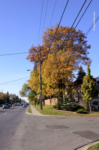 The trees of last resistance Toronto, ON