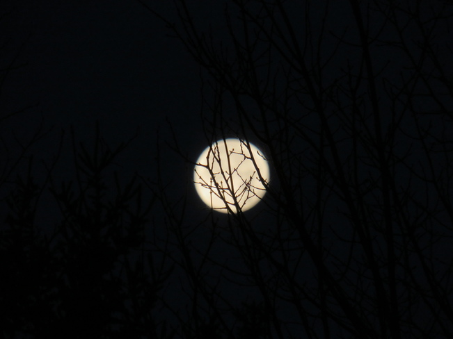 Full Moon Through the Tree Sydney, NS