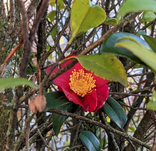 The camellia blooms in late November Vancouver, BC
