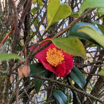 The camellia blooms in late November