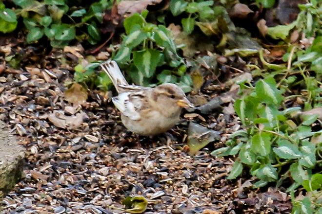White winged sparrow Tecumseh, on