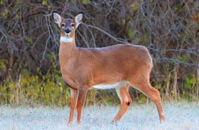 Doe deer with frost on her back South Stormont, ON