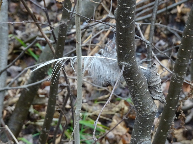 Bird Feather Sudbury, ON