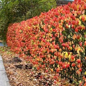 Colourful Autumn Hedge